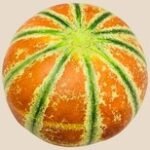 Muskmelon - Striped, Kajari