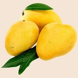Mango - Lakshman Bhog