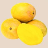 Mango - Alphonso