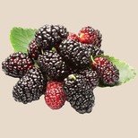 Mulberry - Organically Grown