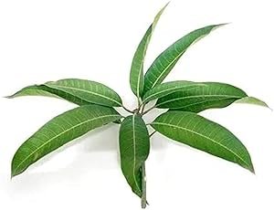 Fresh Apple Green (Pack Of 4), 500 g