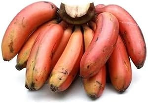 Fresh Custard Apple Large, 2 Pc (Approx.400-500 gm)