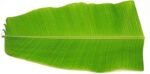 Fresh Mango Leaves, 1 Bunch.
